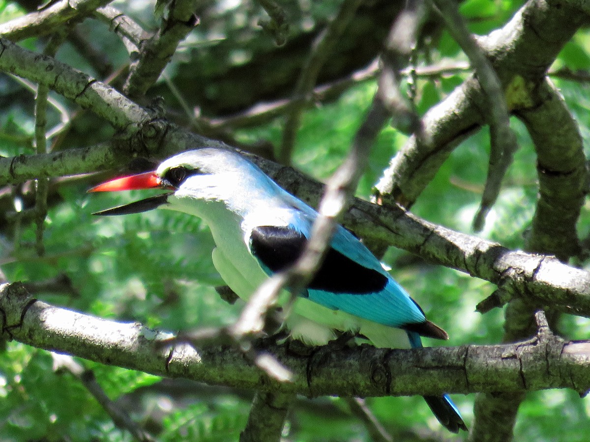 Woodland Kingfisher - Mark Salvidge