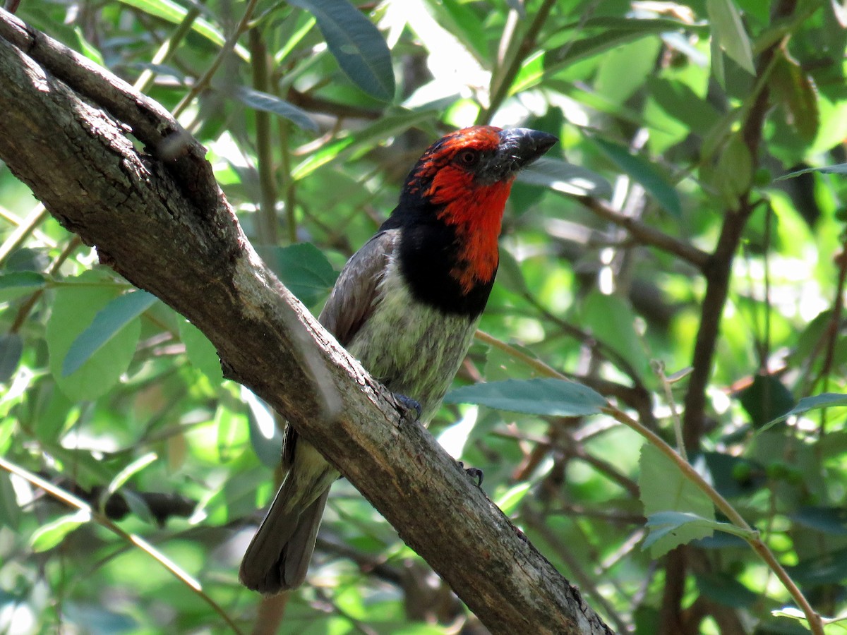 Black-collared Barbet - ML134811661