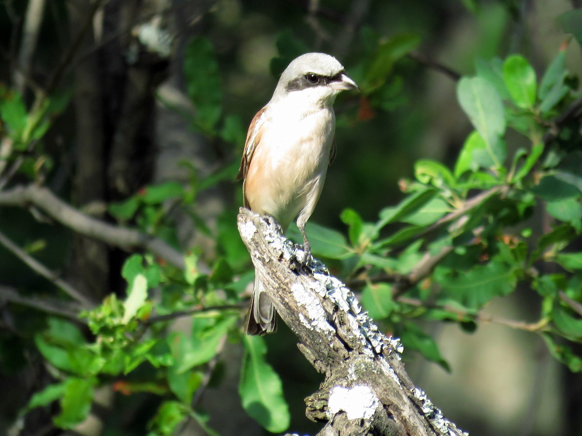 Red-backed Shrike - Mark Salvidge