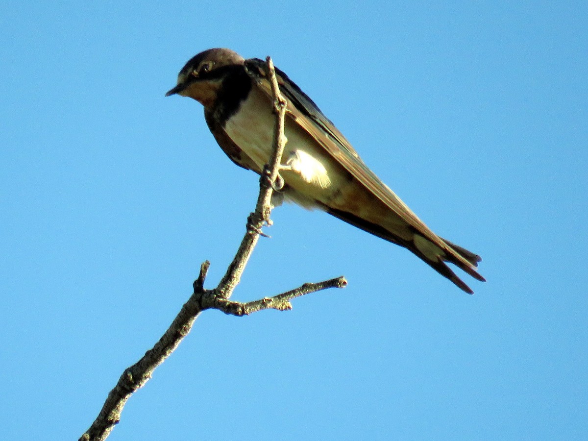 Barn Swallow - Mark Salvidge