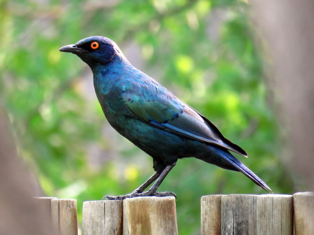 Cape Starling - Mark Salvidge