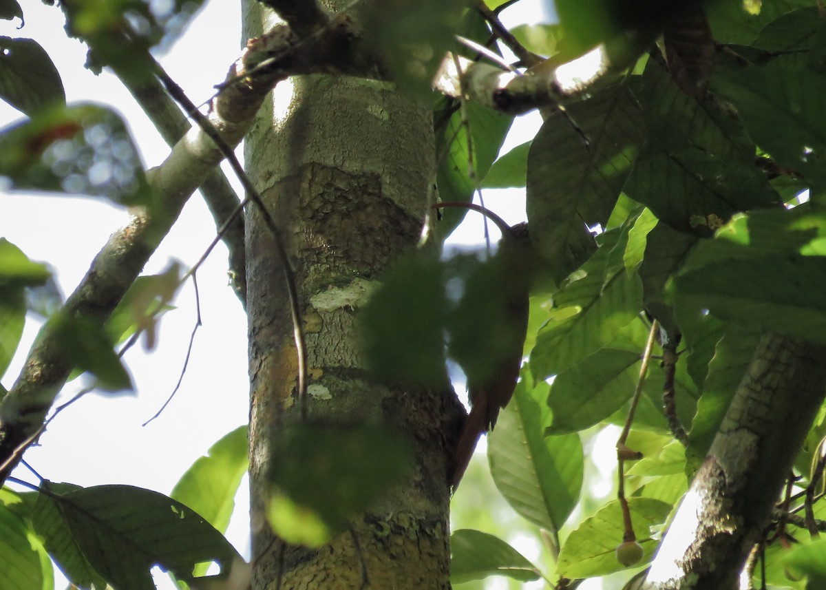 Curve-billed Scythebill (Curve-billed) - ML134812441