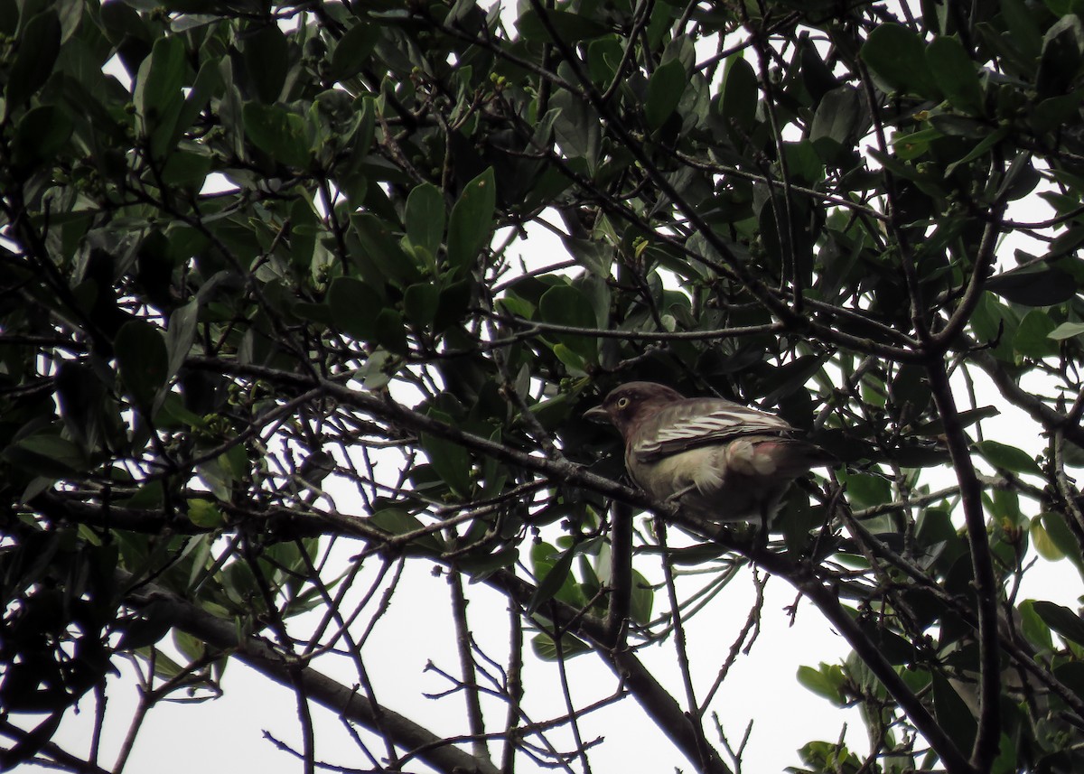 Cotinga Pompadour - ML134812611