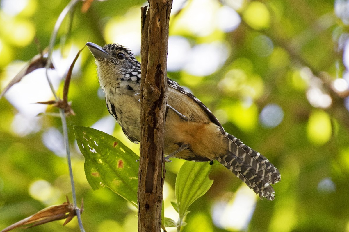 Spot-backed Antshrike - ML134812621