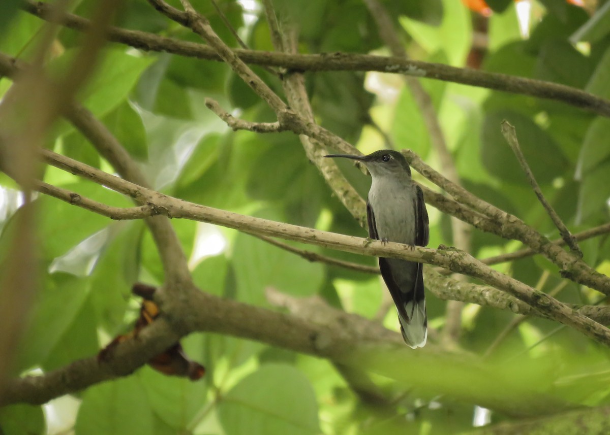 Gray-breasted Sabrewing (largipennis) - Arthur Gomes