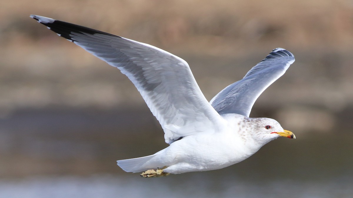 California Gull - Robert McNab