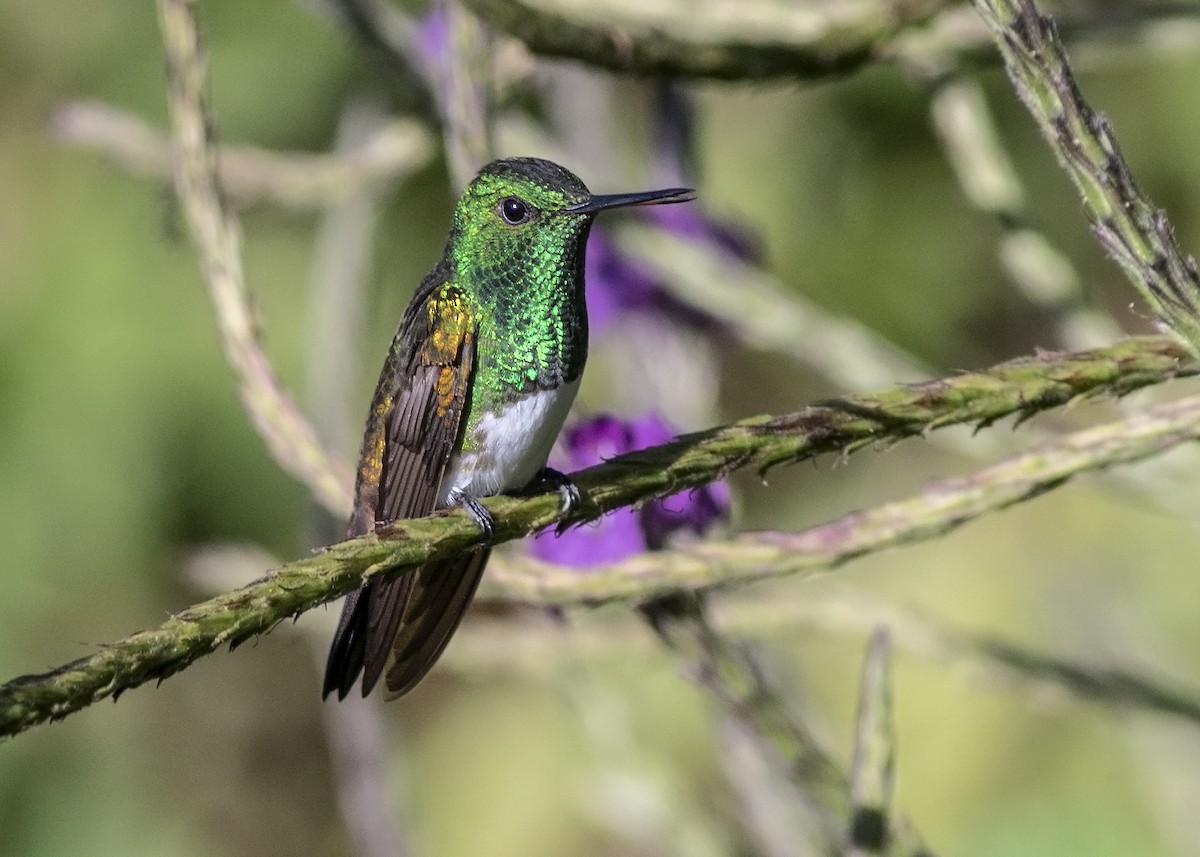 Snowy-bellied Hummingbird - ML134814421