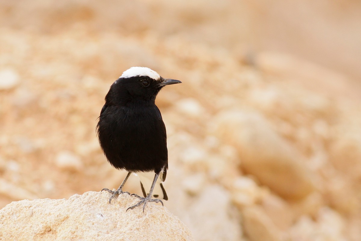 White-crowned Wheatear - ML134814541