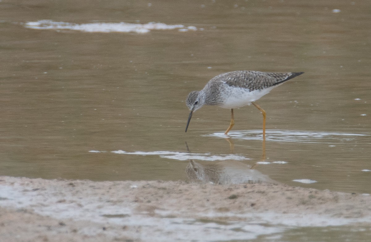 Lesser Yellowlegs - ML134815081