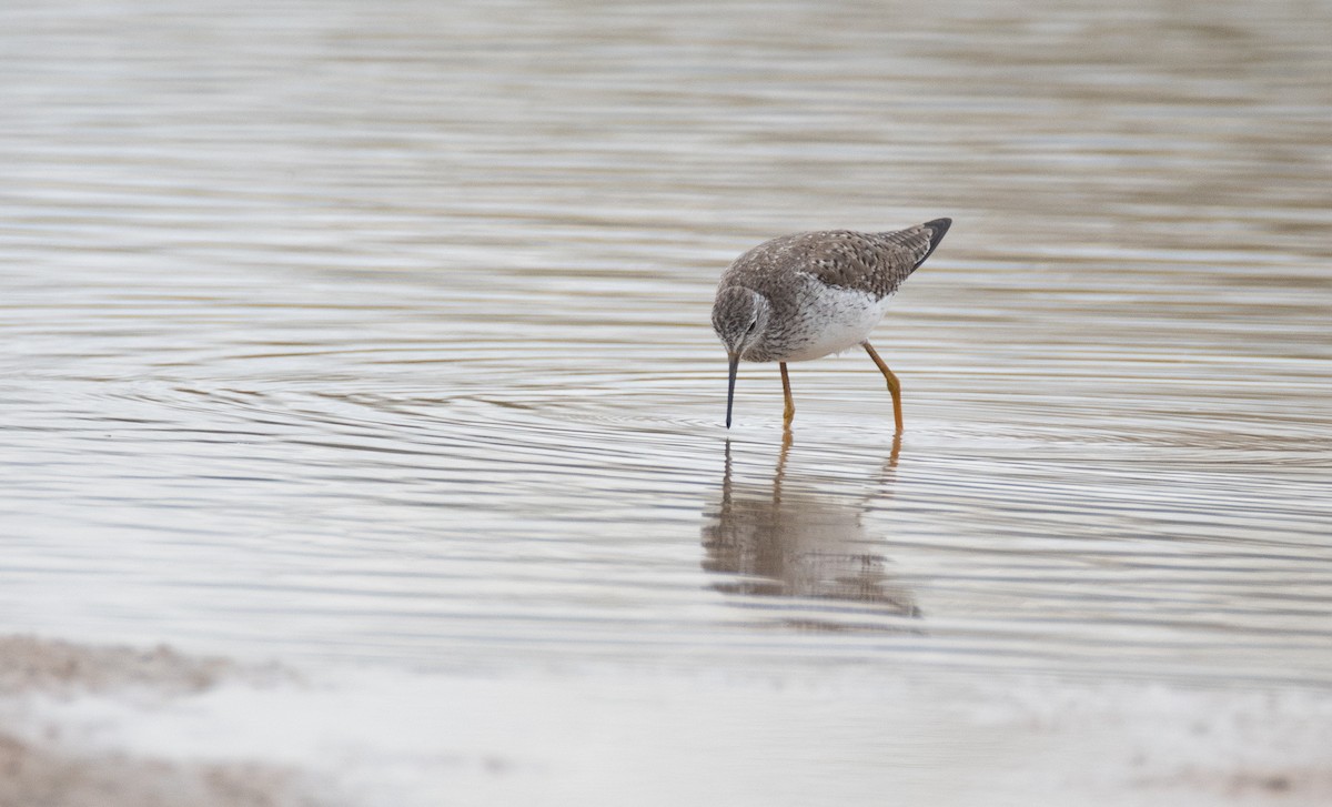 gulbeinsnipe - ML134815091