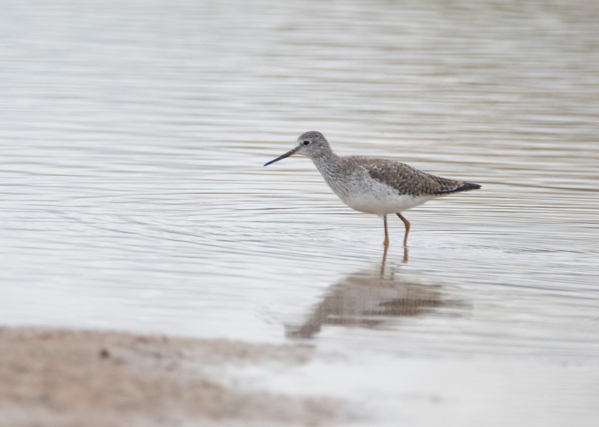 Lesser Yellowlegs - Levi Plummer