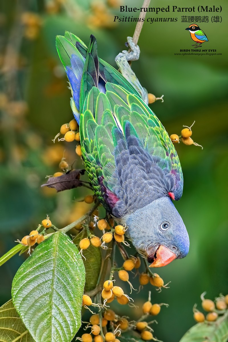 Красноплечий попугай - ML134815231