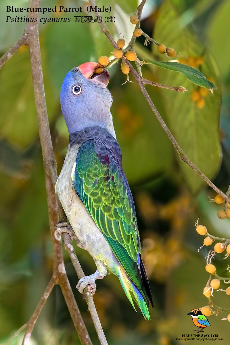 Blue-rumped Parrot - ML134815321