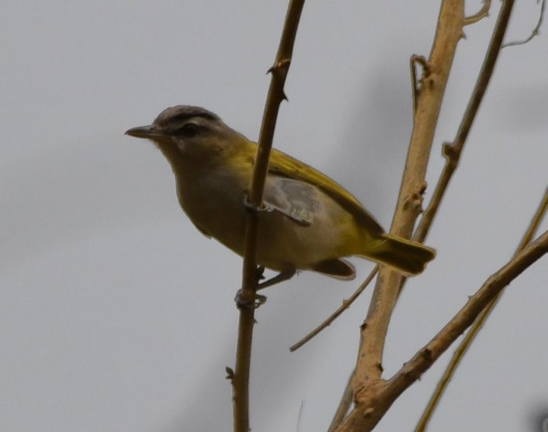 Vireo Chiví - ML134815611