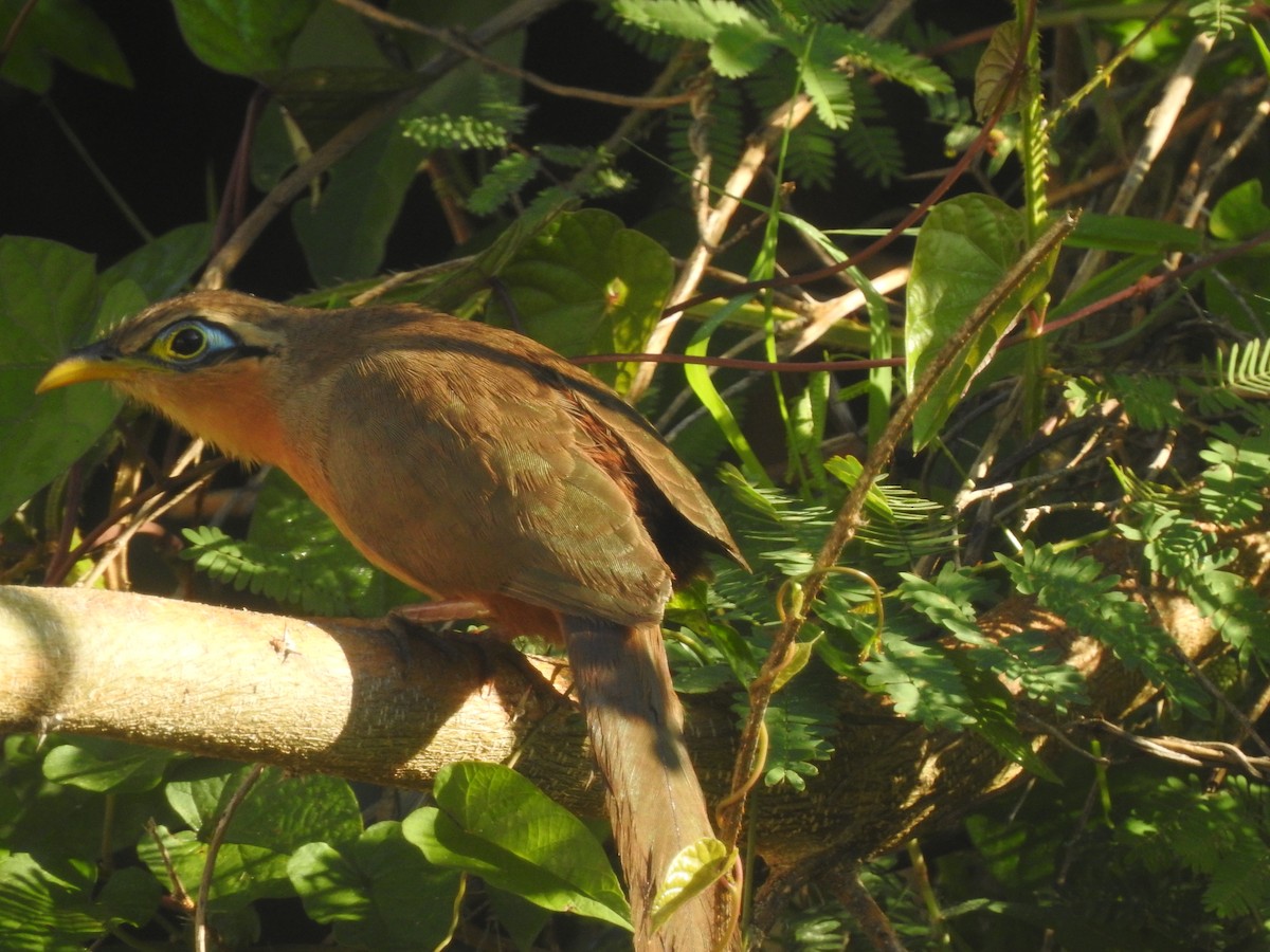 Lesser Ground-Cuckoo - ML134815971