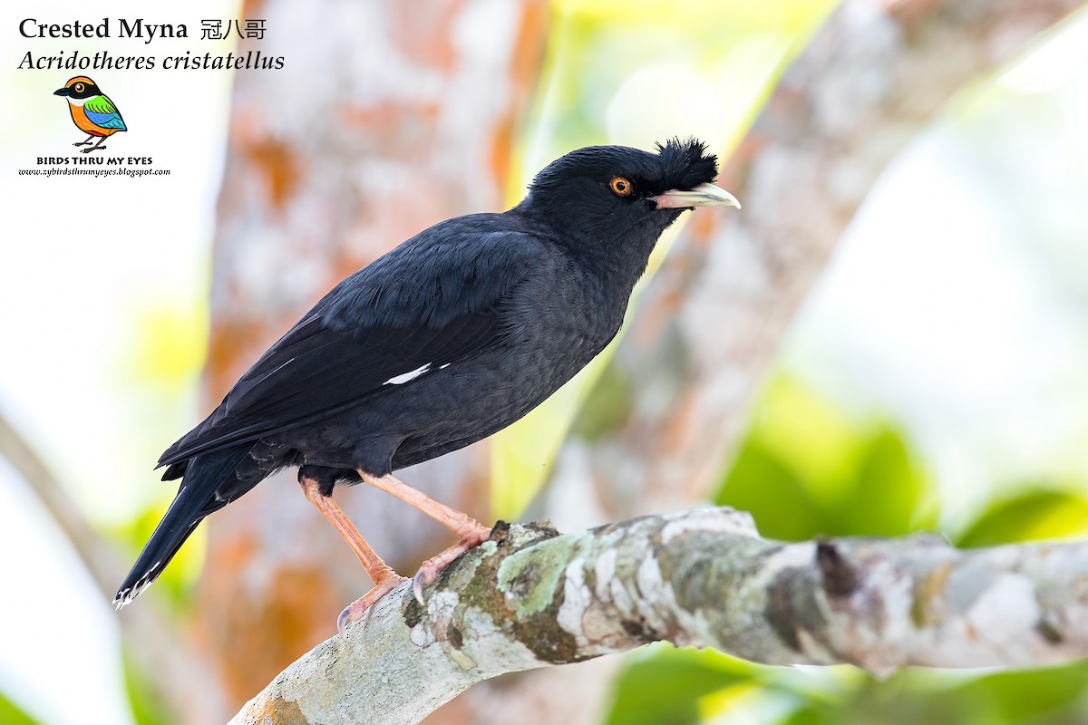 Crested Myna - ML134816791