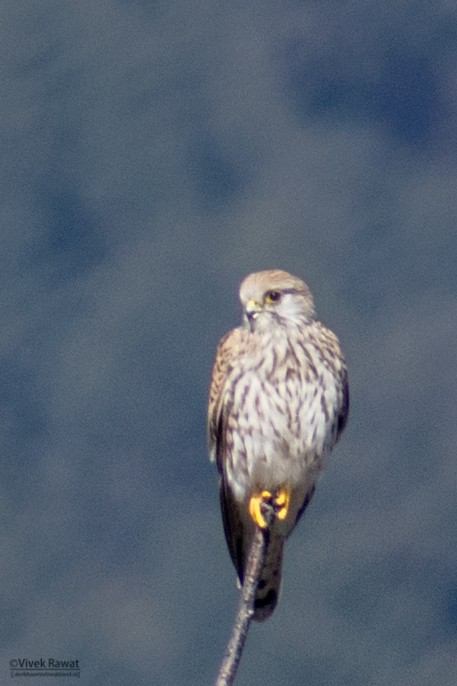 Eurasian Kestrel - Vivek Rawat