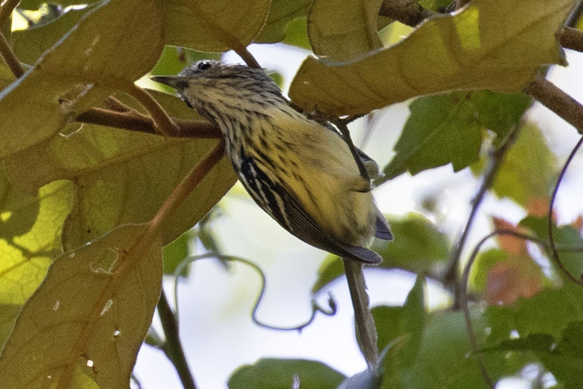 Streak-capped Antwren - ML134817341