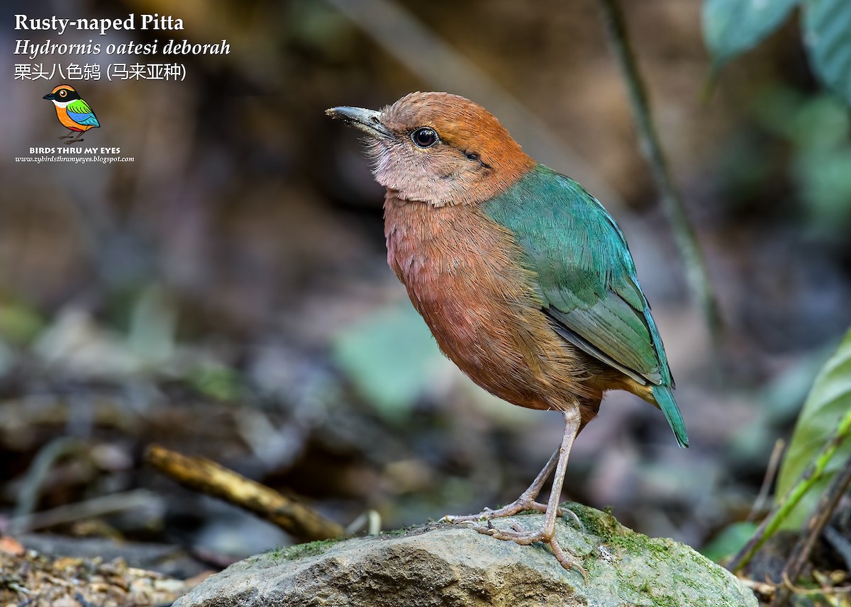 Rusty-naped Pitta - Zhong Ying Koay