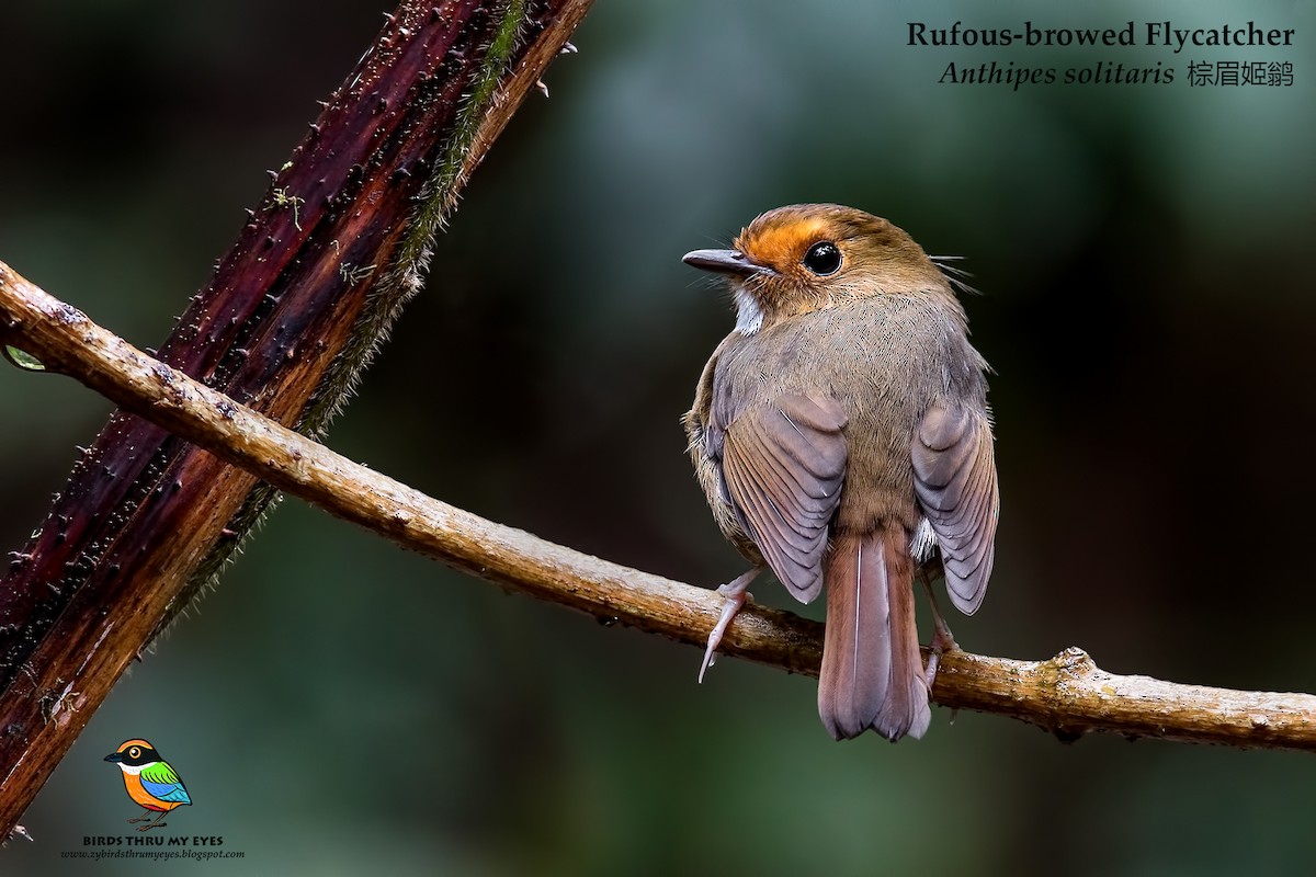 Rufous-browed Flycatcher - ML134817911