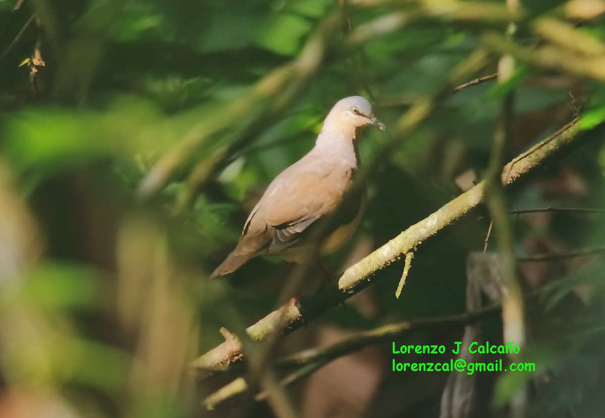 Gray-fronted Dove - ML134818031