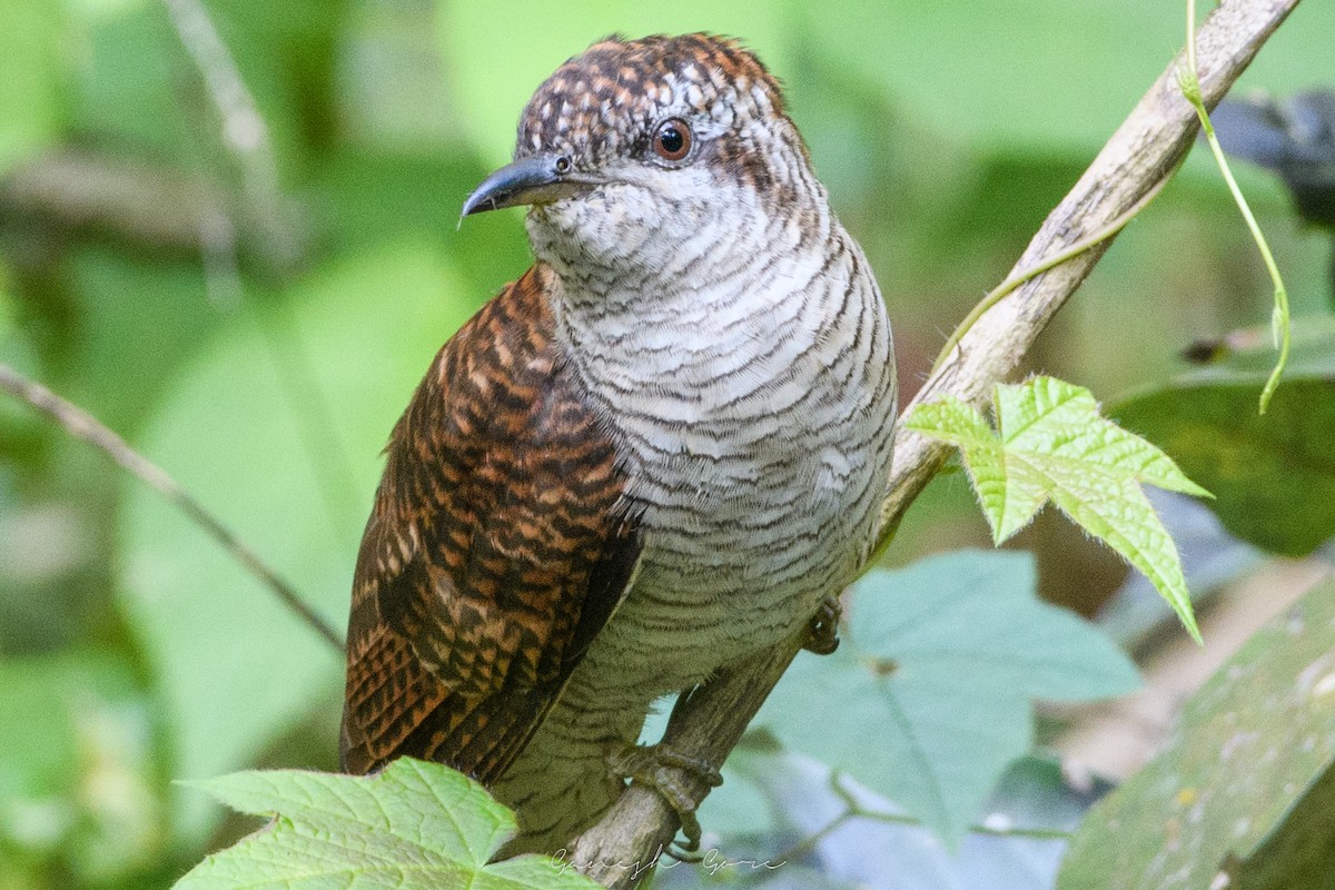 Banded Bay Cuckoo - Ganesh Gore