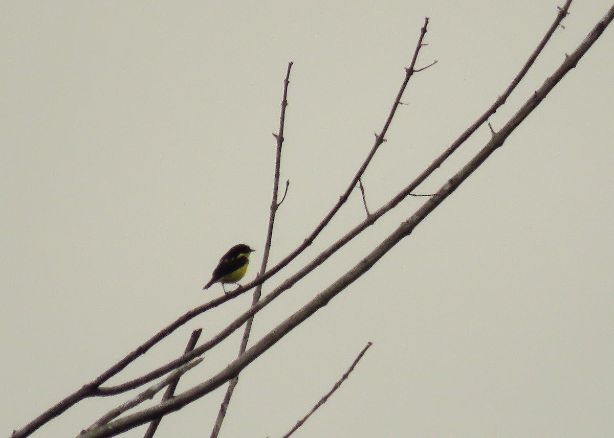 Yellow-bellied Dacnis - Arthur Gomes