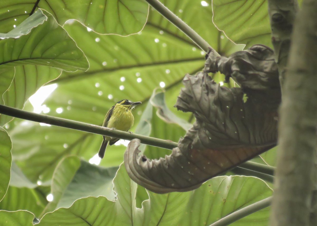 Yellow-browed Tody-Flycatcher - ML134819211