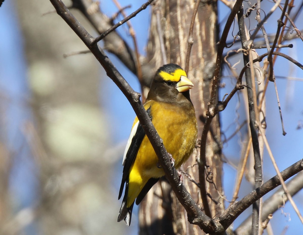 Evening Grosbeak - ML134819711