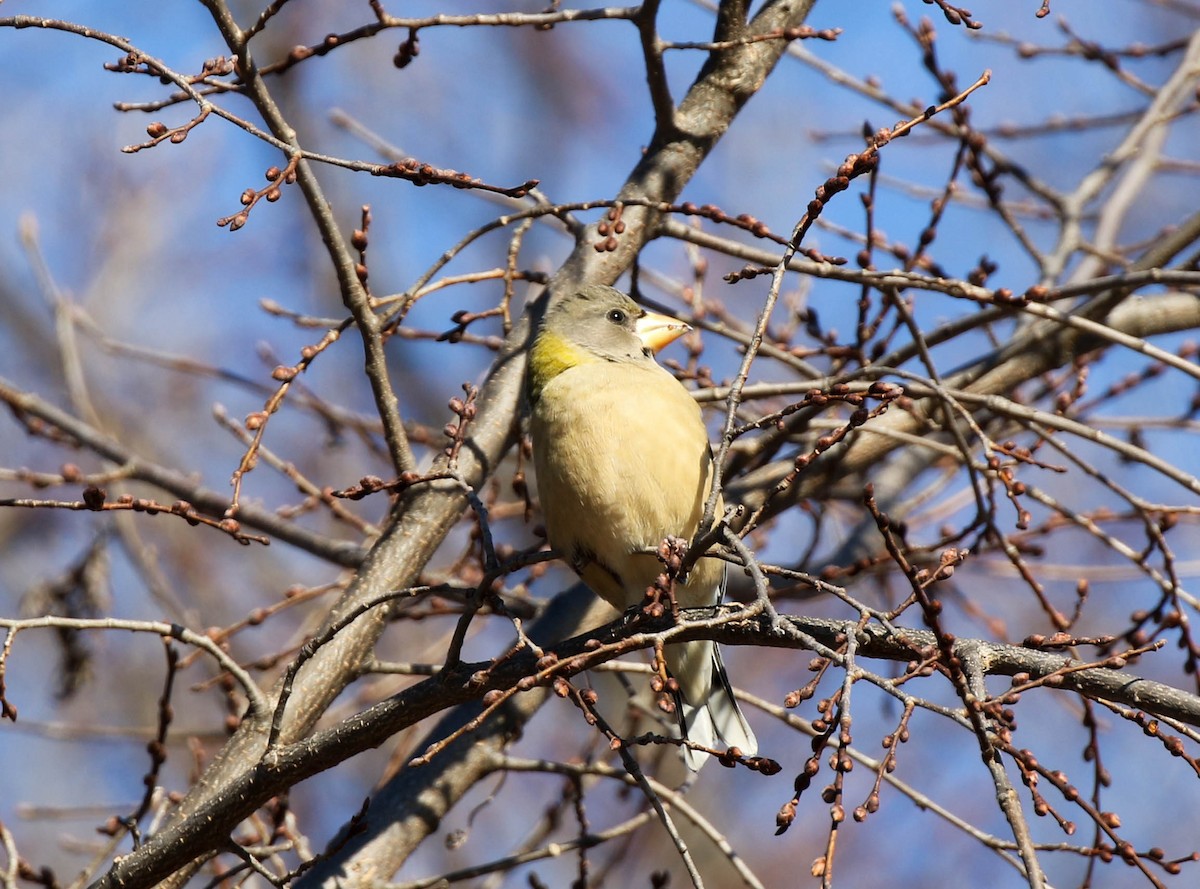 Evening Grosbeak - ML134819731