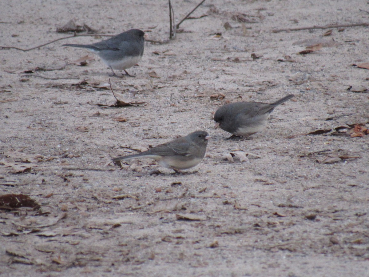 Dark-eyed Junco - ML134820991