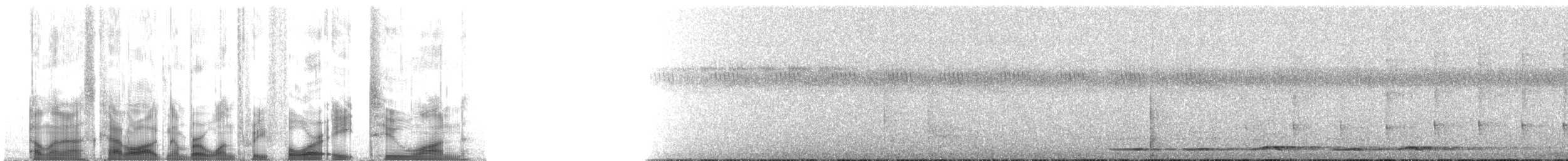 Grallaire tachetée (macularius) - ML134821