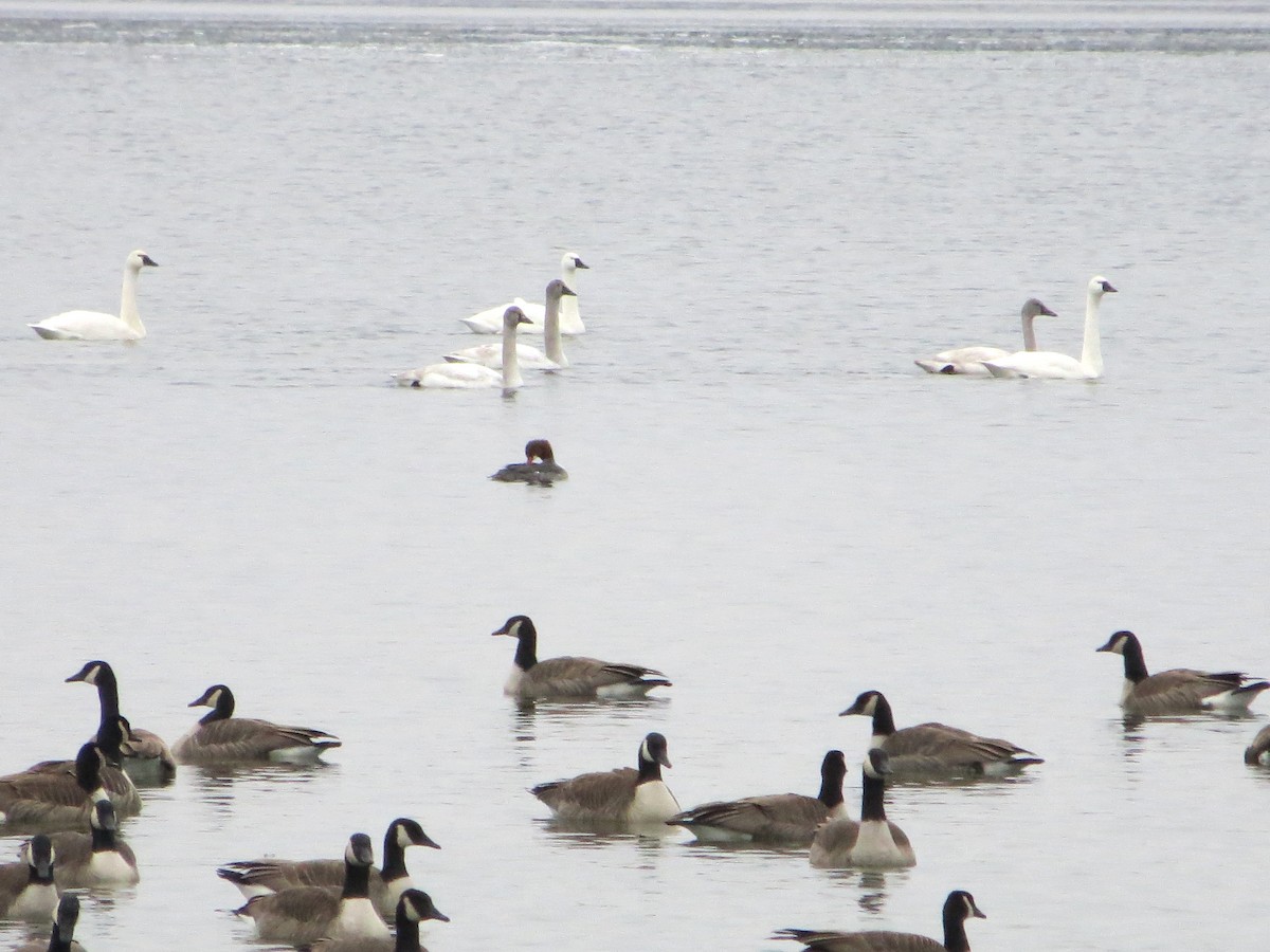 Cygne siffleur - ML134821261
