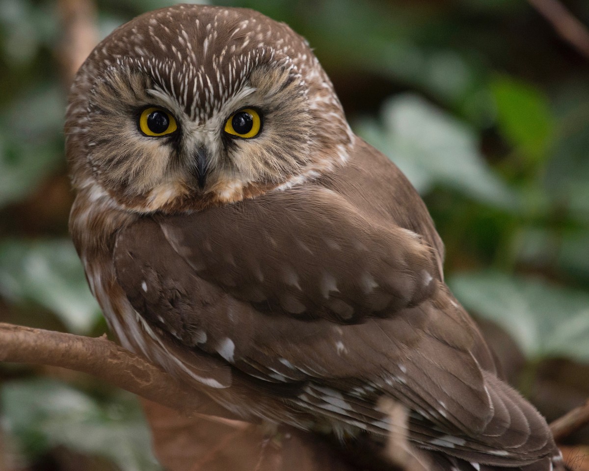 Northern Saw-whet Owl - ML134821401