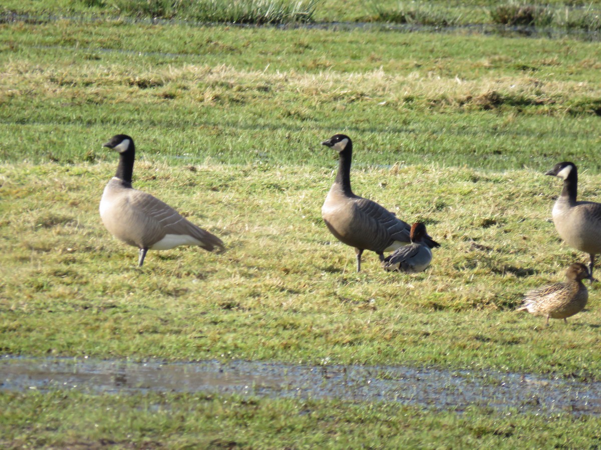 Cackling Goose (minima) - ML134822161