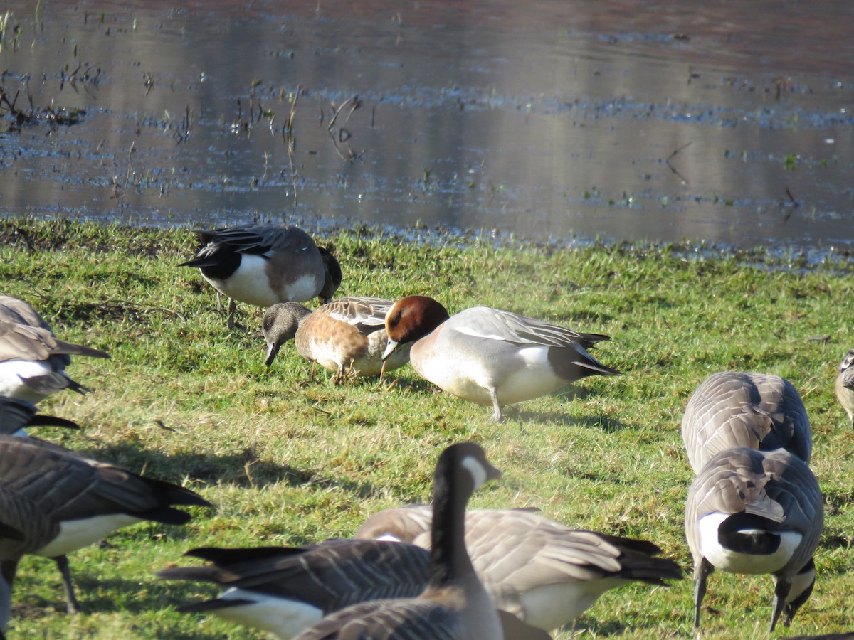 Eurasian Wigeon - ML134822181