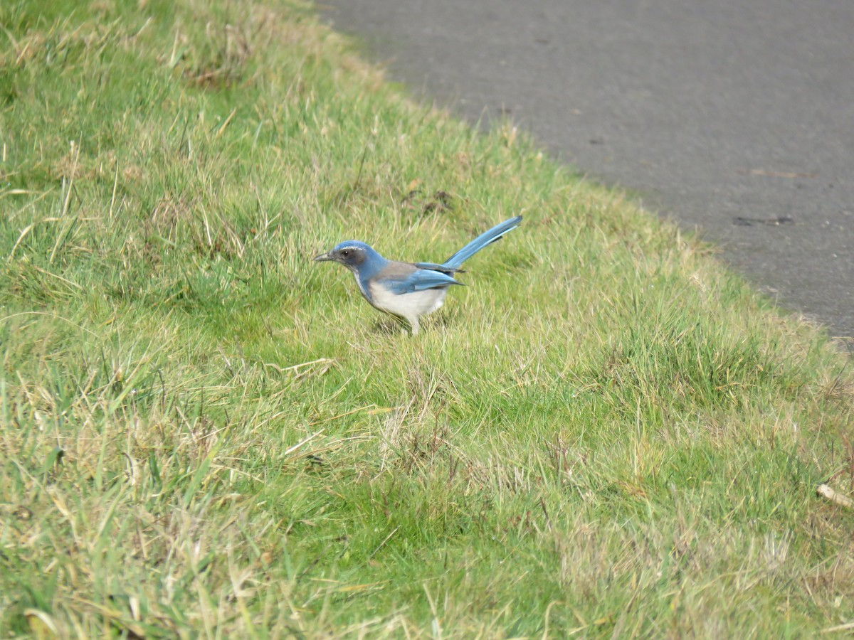 California Scrub-Jay - ML134822291