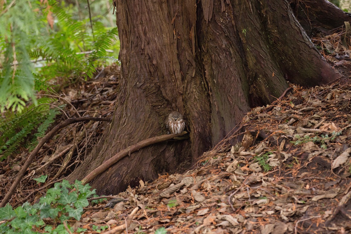 Northern Saw-whet Owl - ML134822591