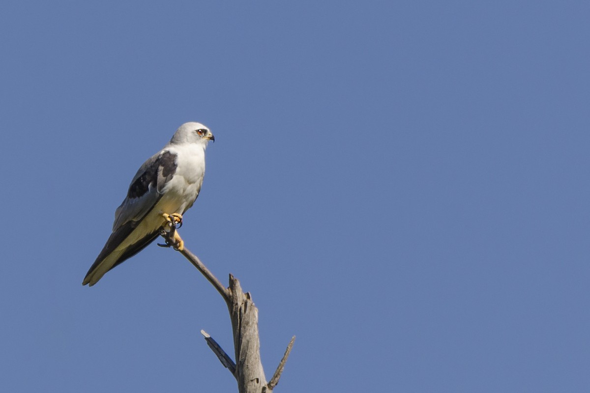 White-tailed Kite - ML134823681