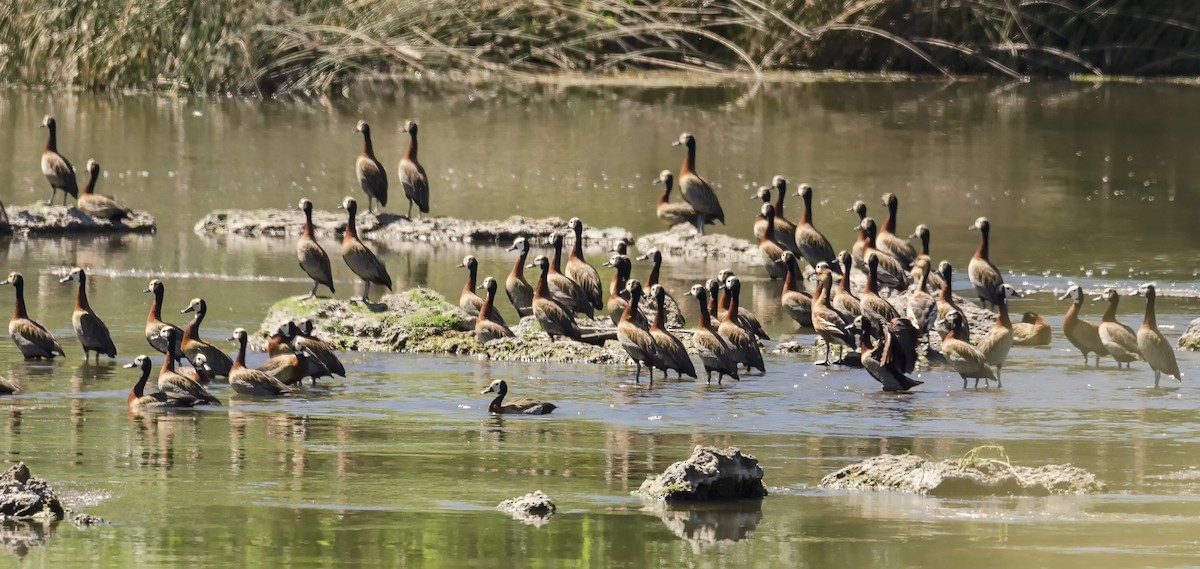 White-faced Whistling-Duck - ML134823841