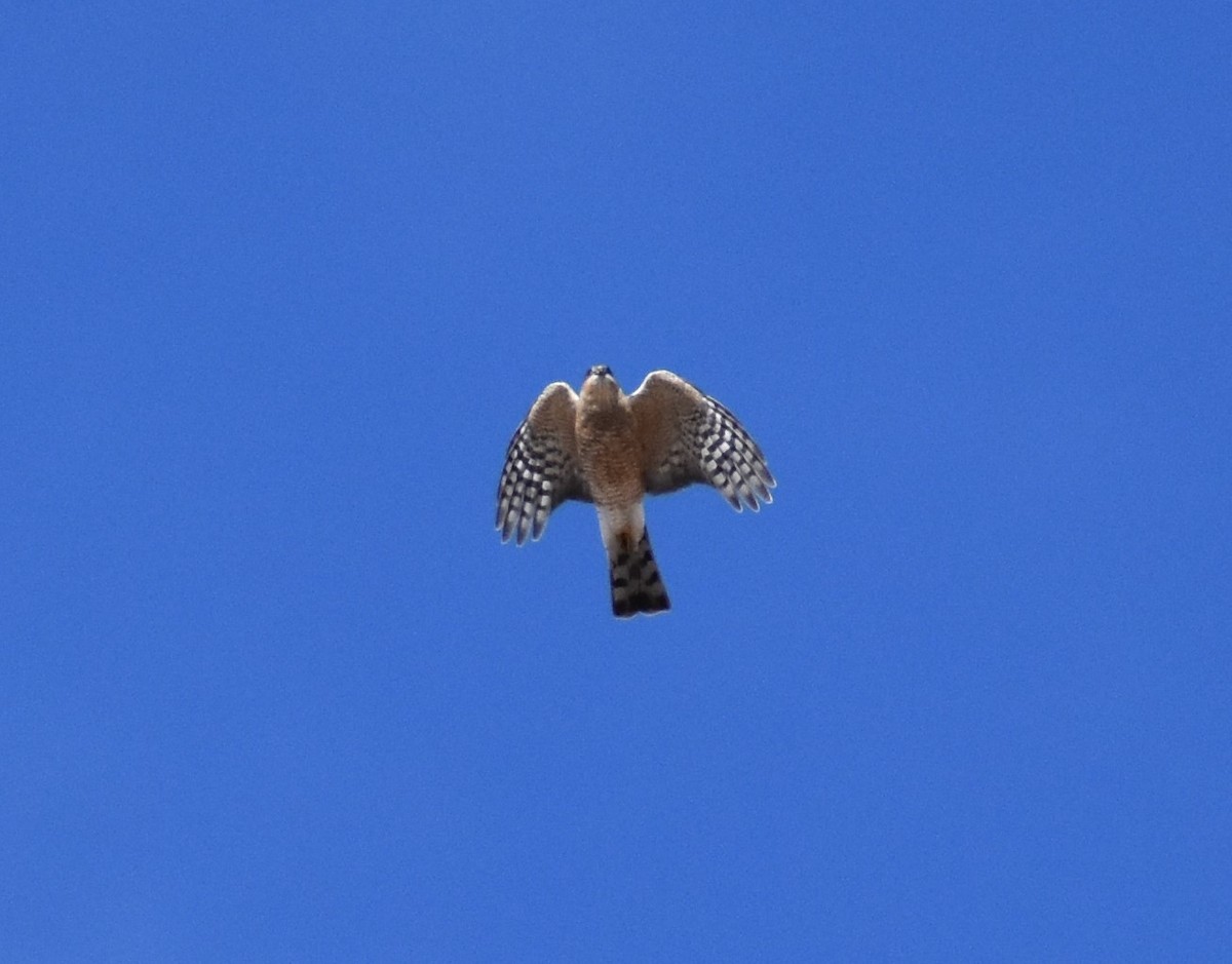 Sharp-shinned Hawk - ML134825011