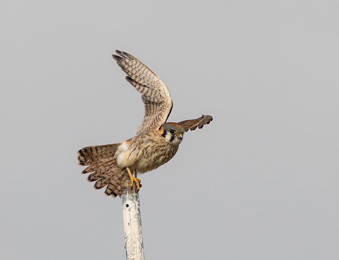 American Kestrel - ML134825241