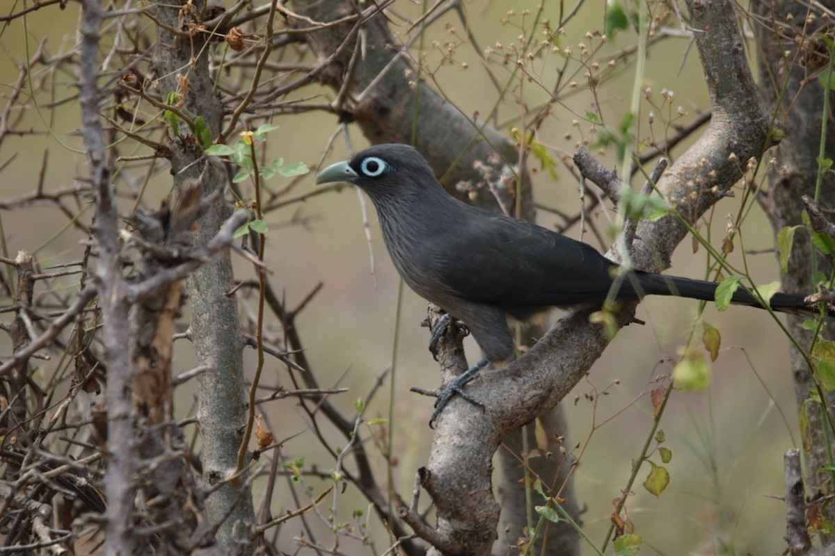 Blue-faced Malkoha - ML134825391