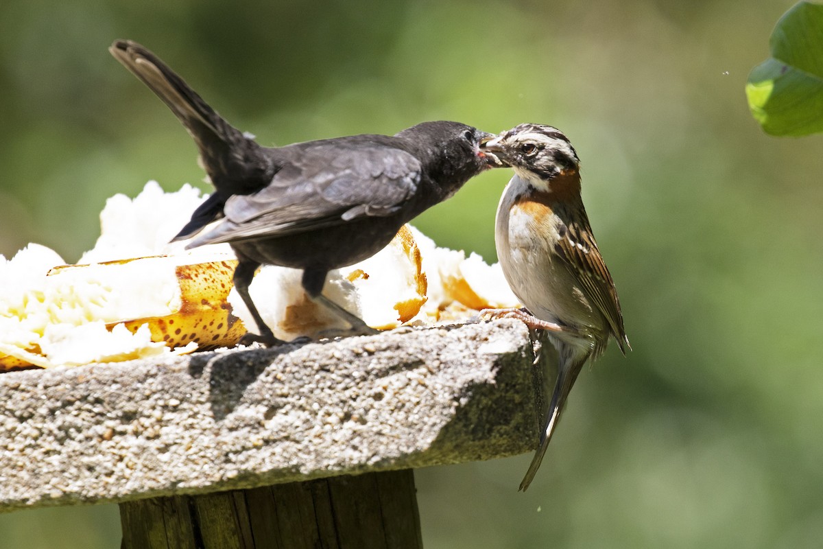 Shiny Cowbird - ML134826191