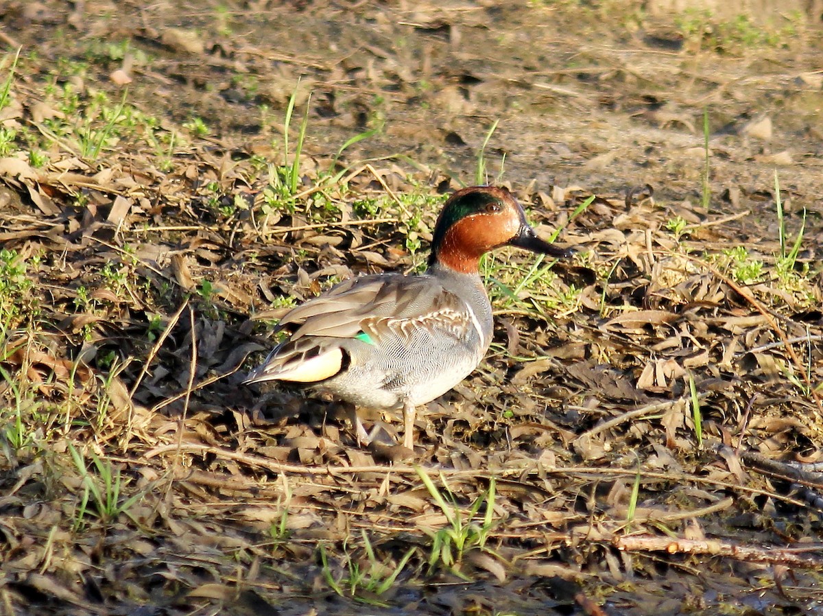Green-winged Teal - ML134828051
