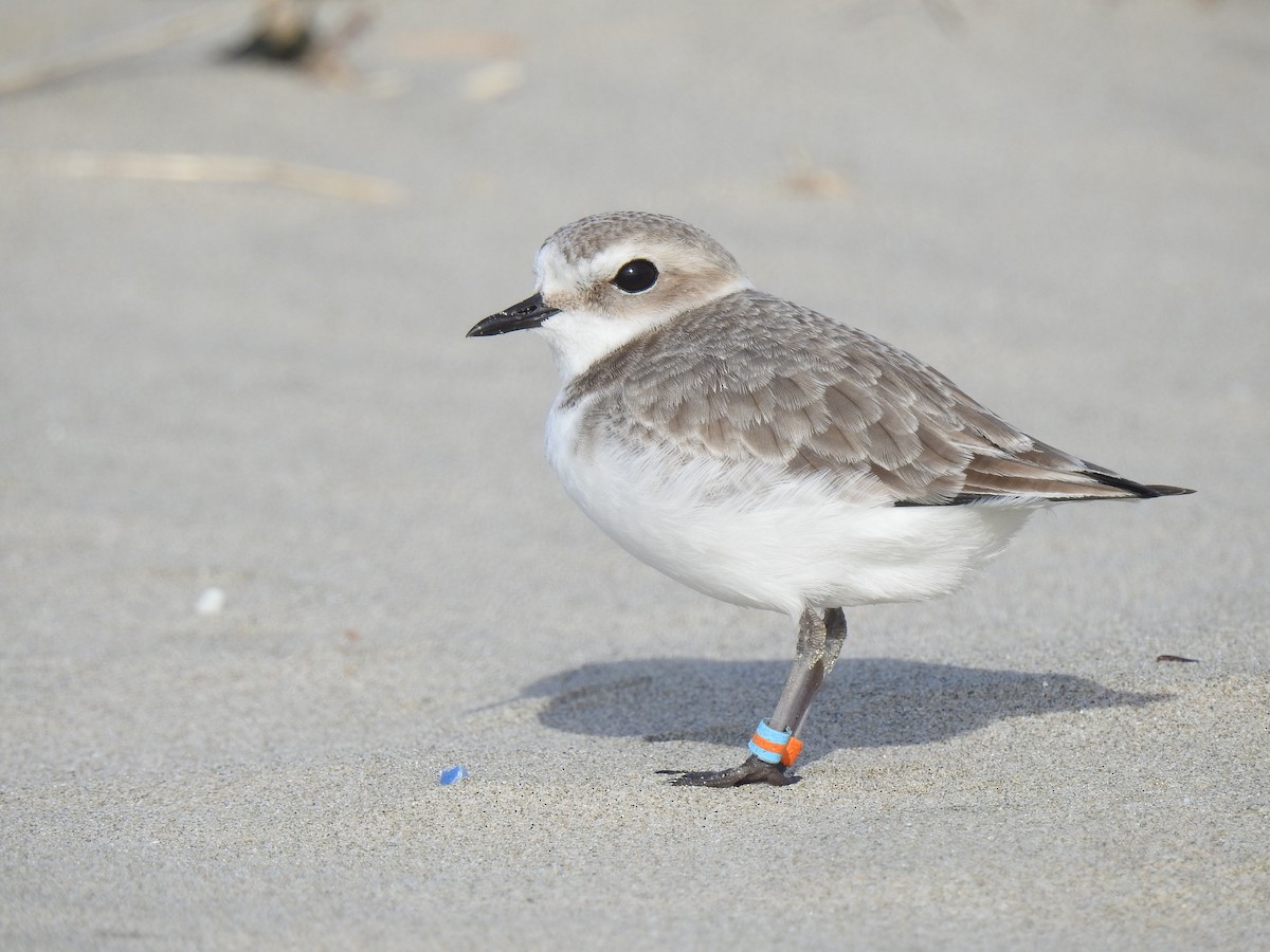 Snowy Plover - ML134828141