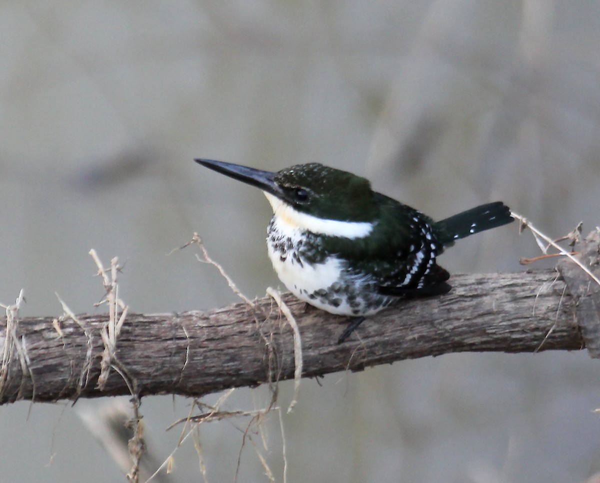 Green Kingfisher - ML134828251