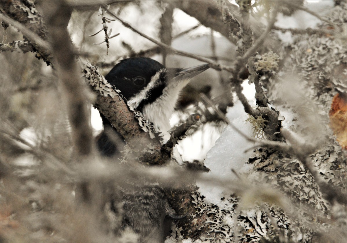 Black-backed Woodpecker - ML134828471