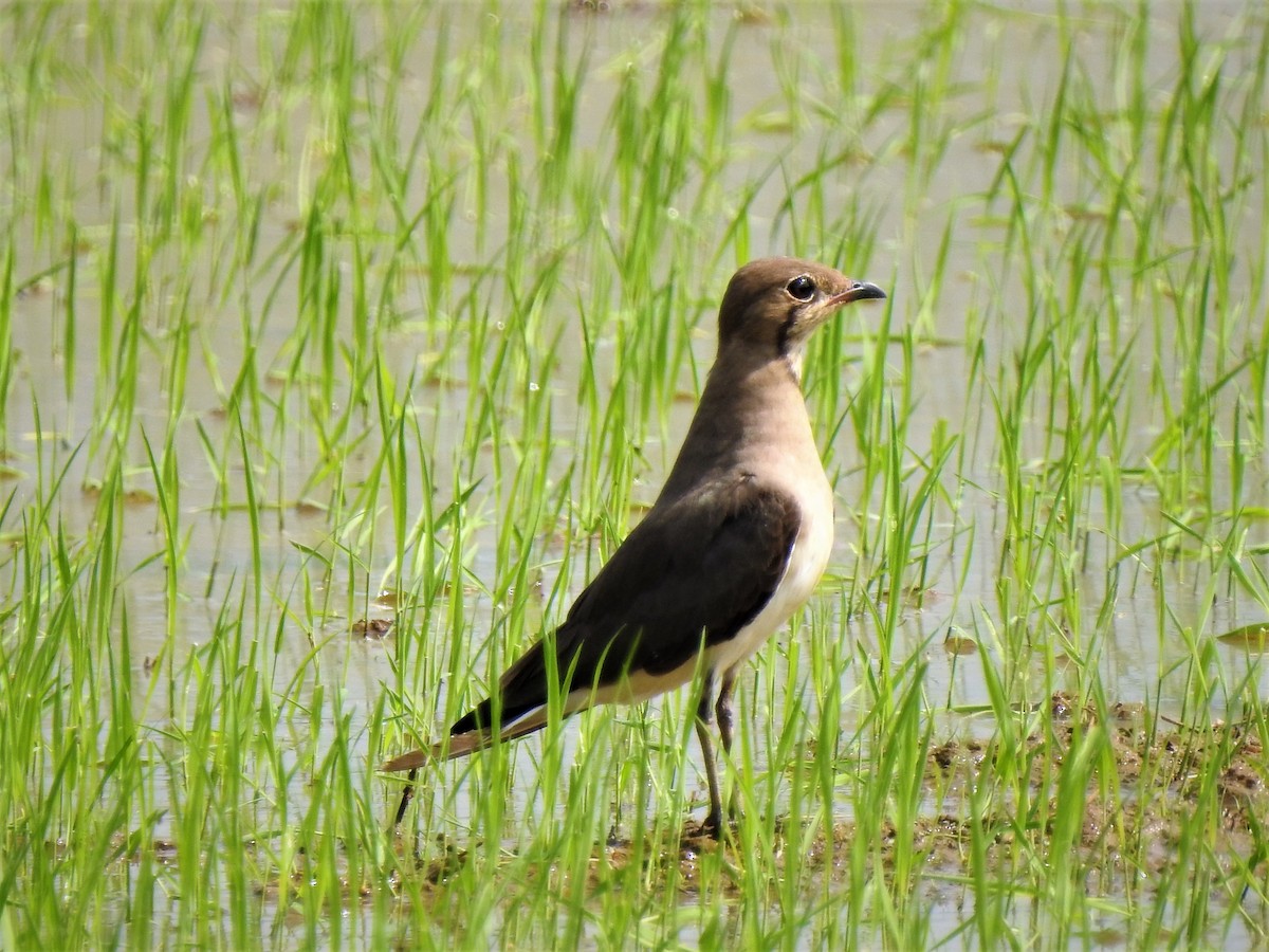 Oriental Pratincole - ML134829171