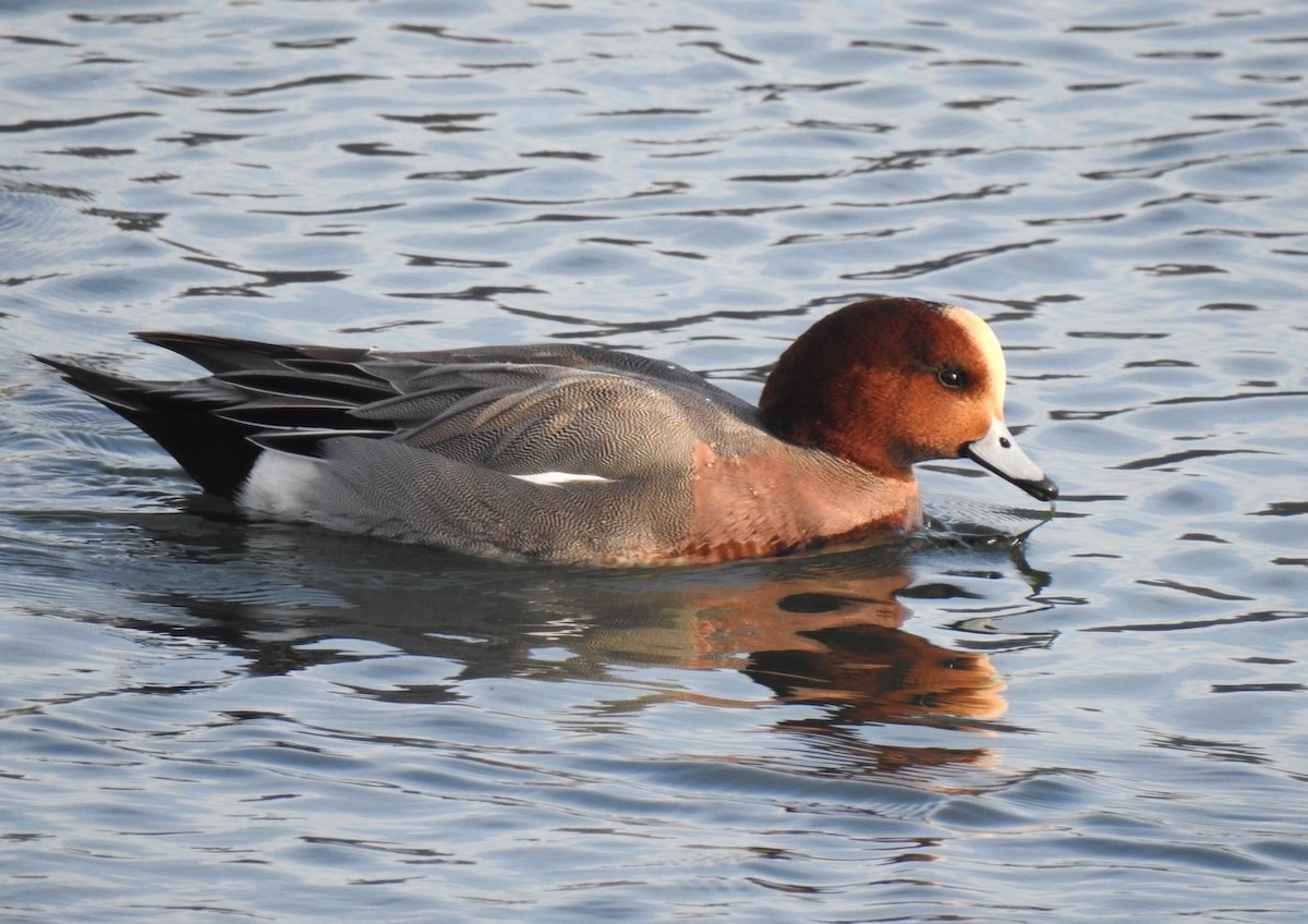 Eurasian Wigeon - ML134829301